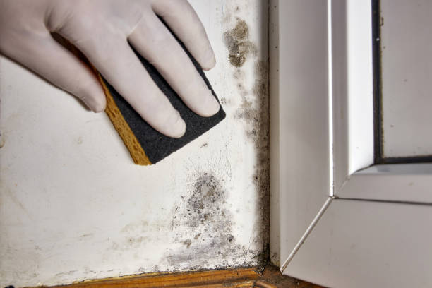 Best Mold Damage Restoration  in Winter Garden, FL